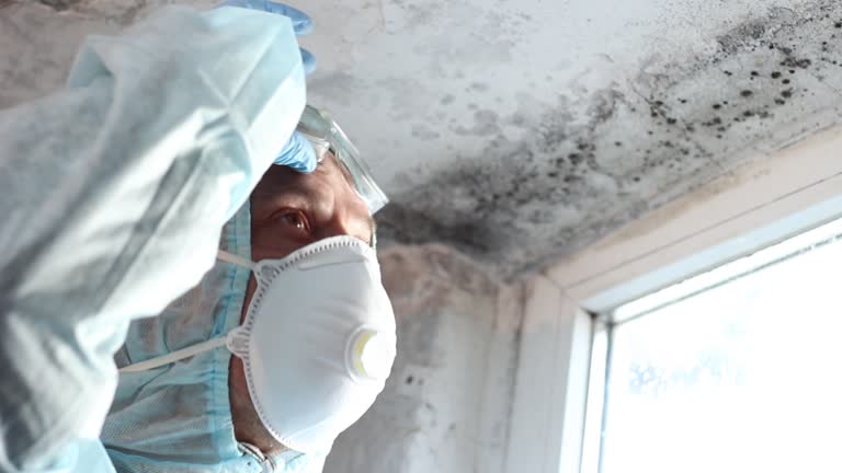 Professional Mold Removal in Fredericktown, MO